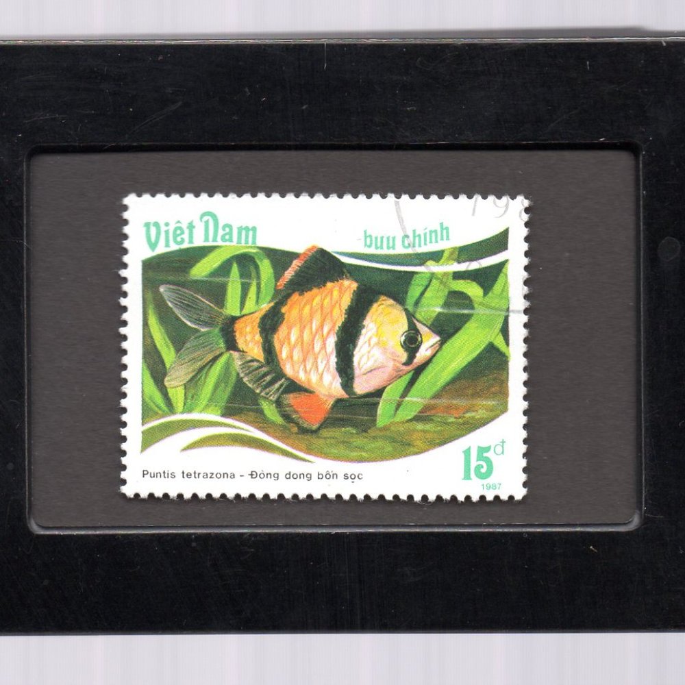 Tchotchke Stamp Art - Viet Nam Postage Stamp - Tiger Barb